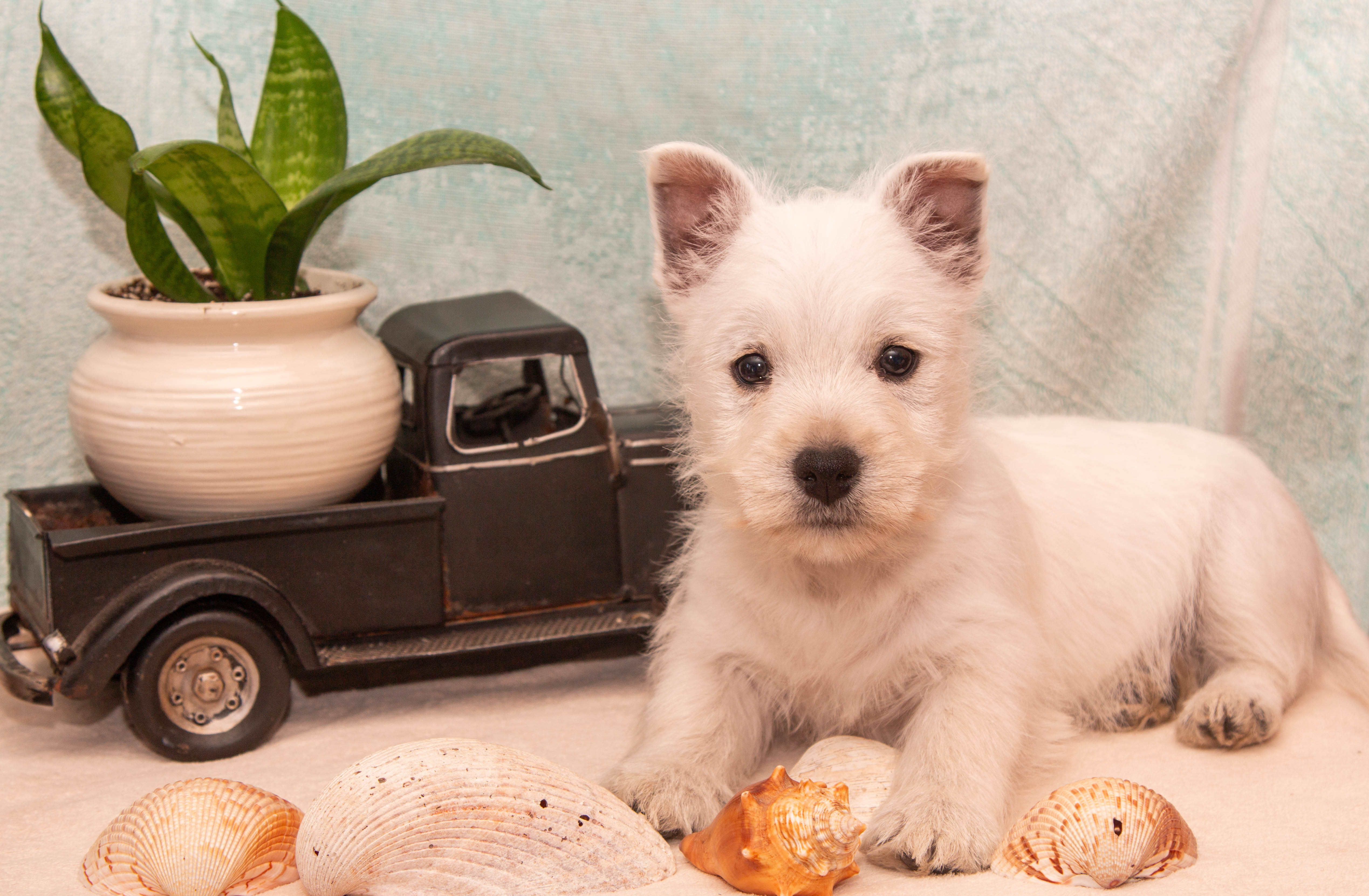 puppy, for, sale, West Highland White Terrier, Amos B. King, dog, breeder, Romney, WV, dog-breeder, puppy-for-sale, forsale, nearby, find, puppyfind, locator, puppylocator, aca
